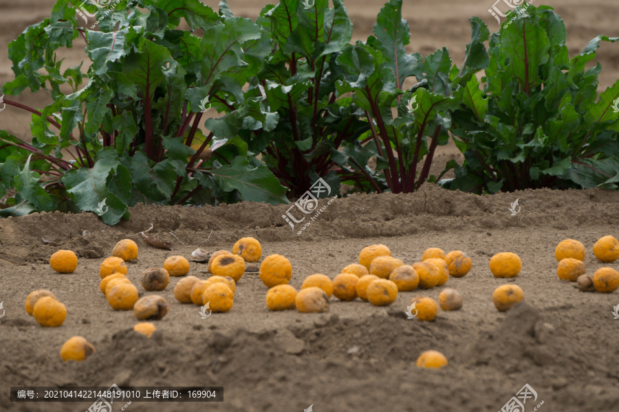 放在地里的烂橙子肥料