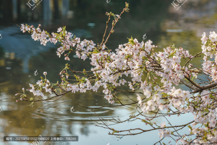 杭州西湖花港观鱼春季樱花风景