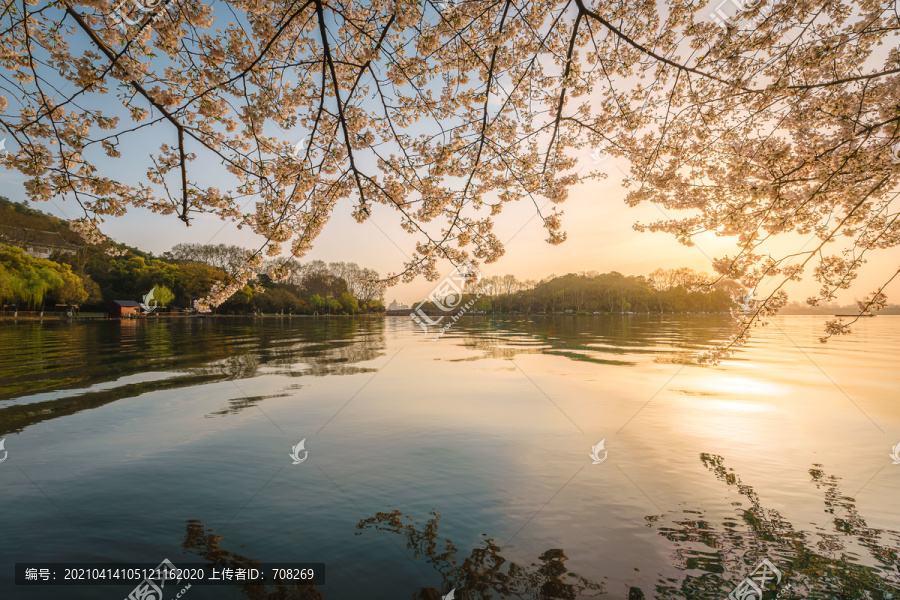 杭州西湖苏堤春季樱花风景