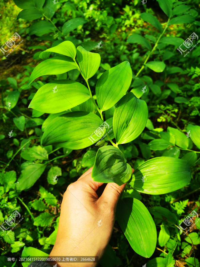 绿色植物