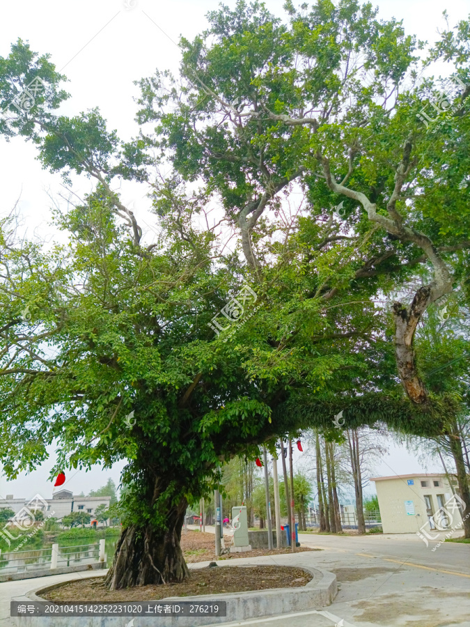 水乡榕树