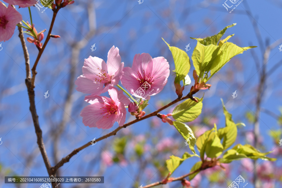 四月樱花季