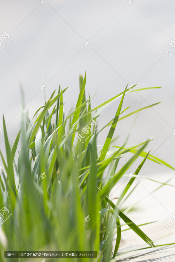 绿油油的小草