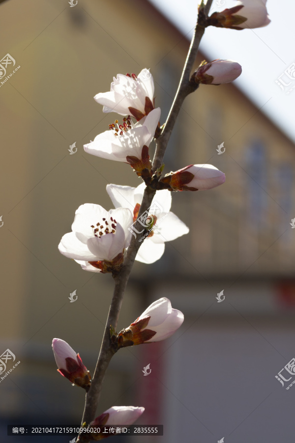 春天鲜花盛开的季节桃花图