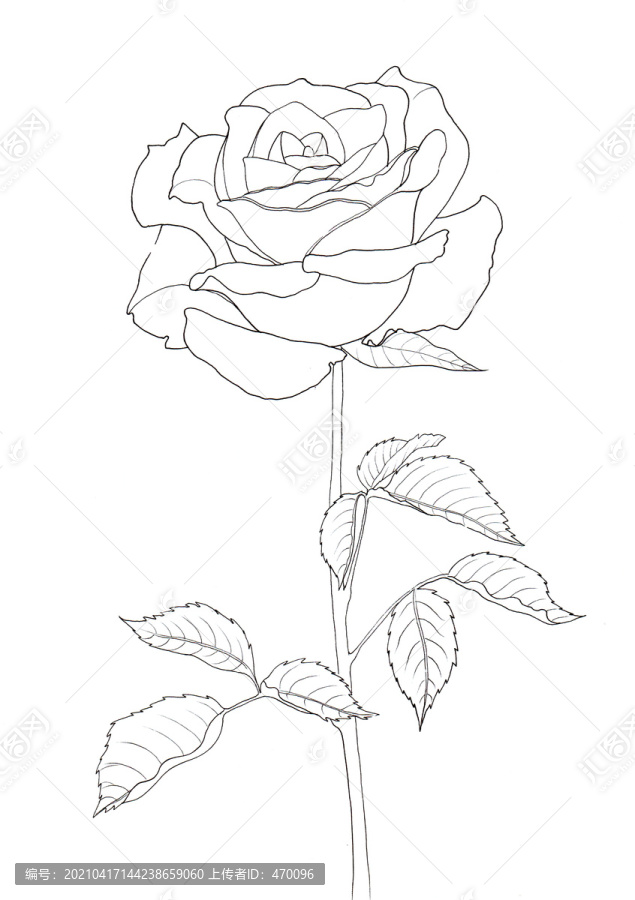 玫瑰花黑白线描画
