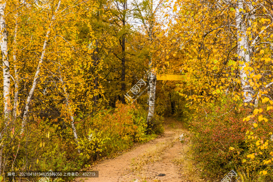 秋季金色森林道路