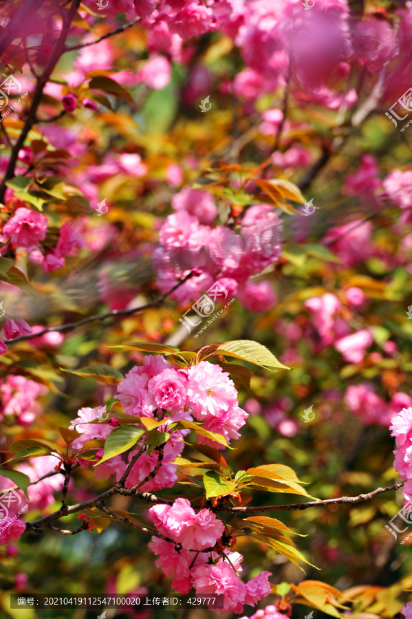 樱花盛开