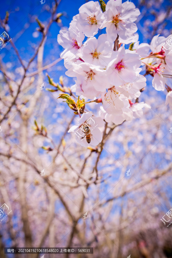 白樱花