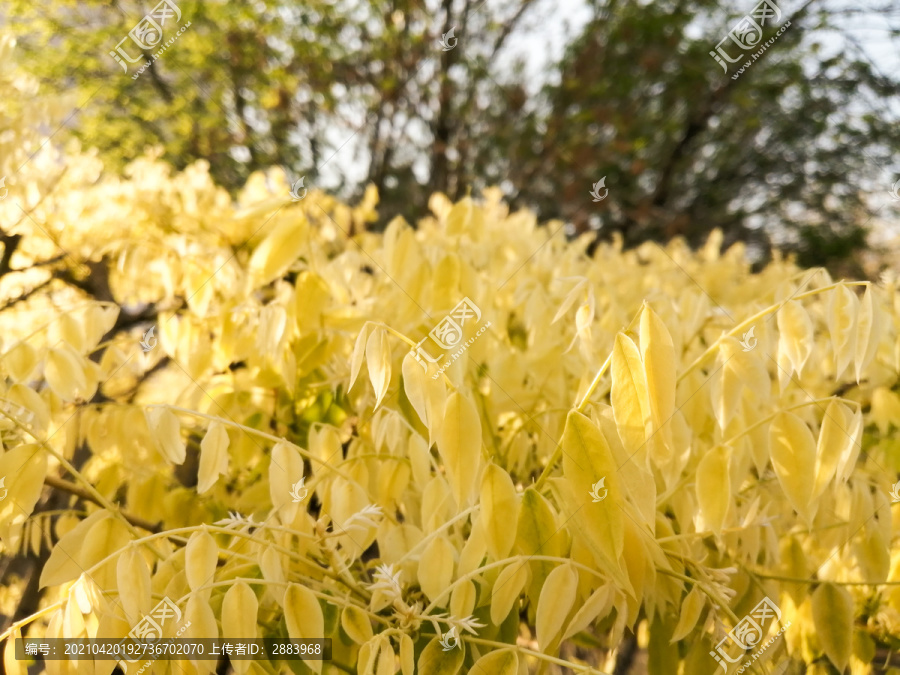 迎春花花落后的树木高清图片