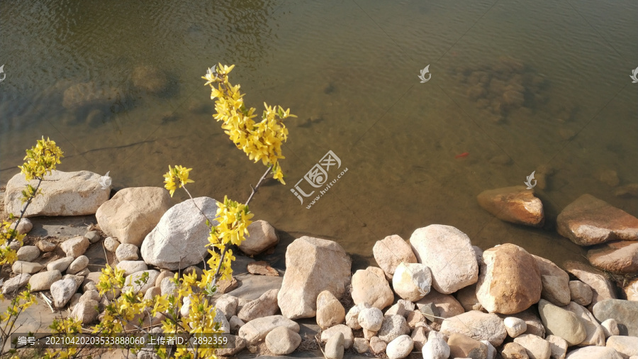 水边连翘花