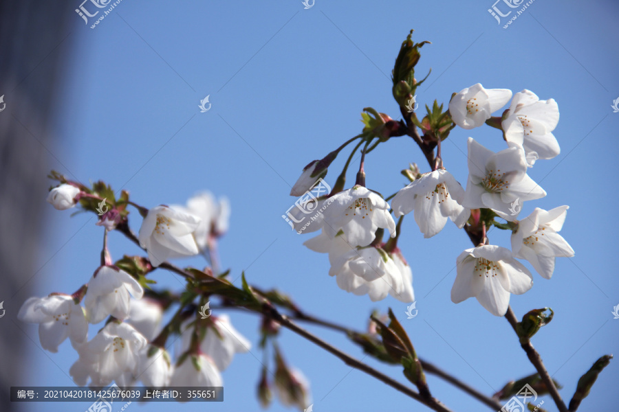 樱花盛开