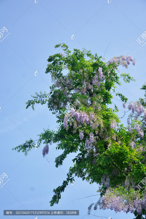一树紫藤