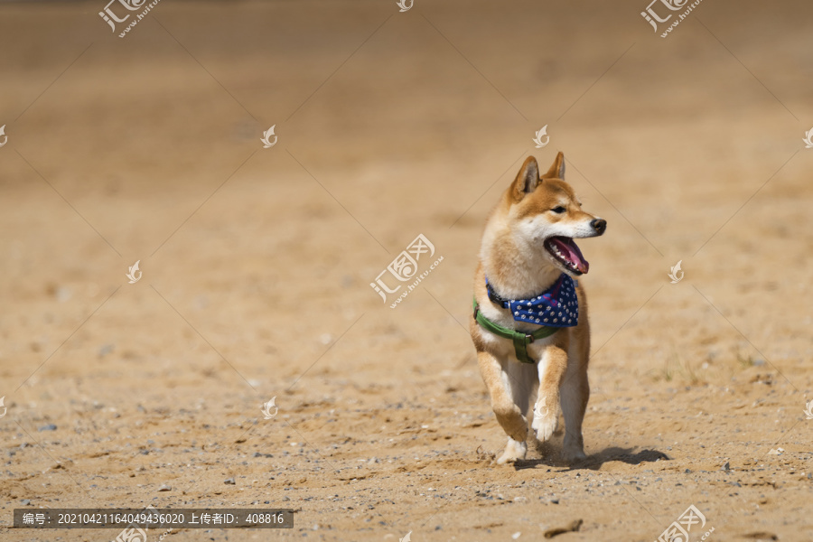 柴犬沙滩奔跑