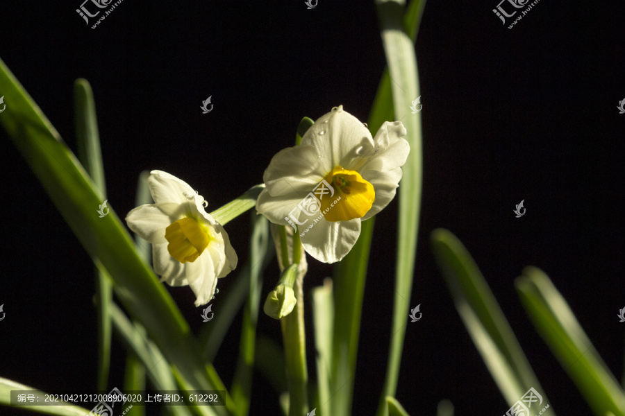 水仙花