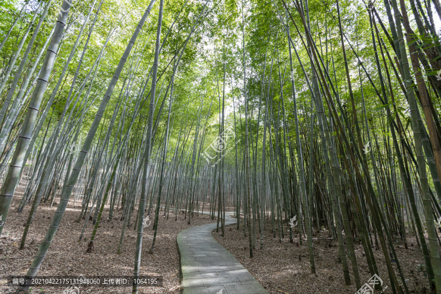 竹林步道