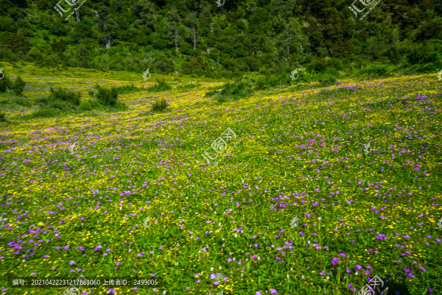 草地野花