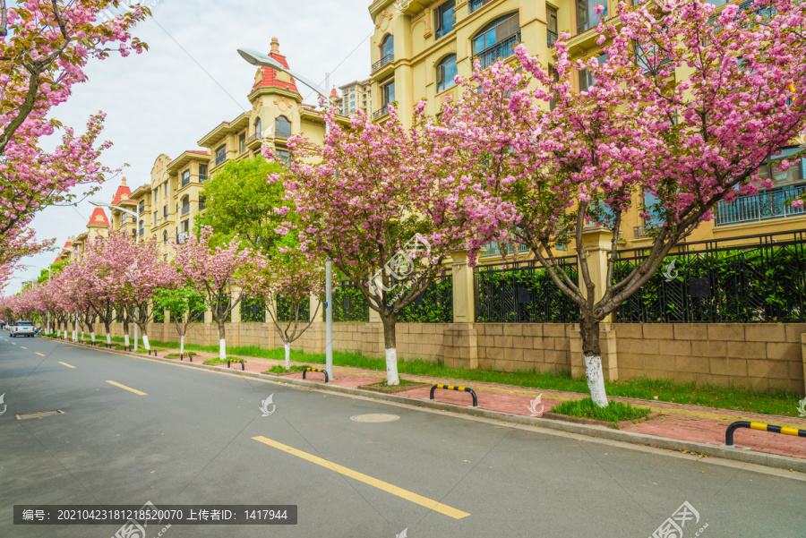 樱花道路