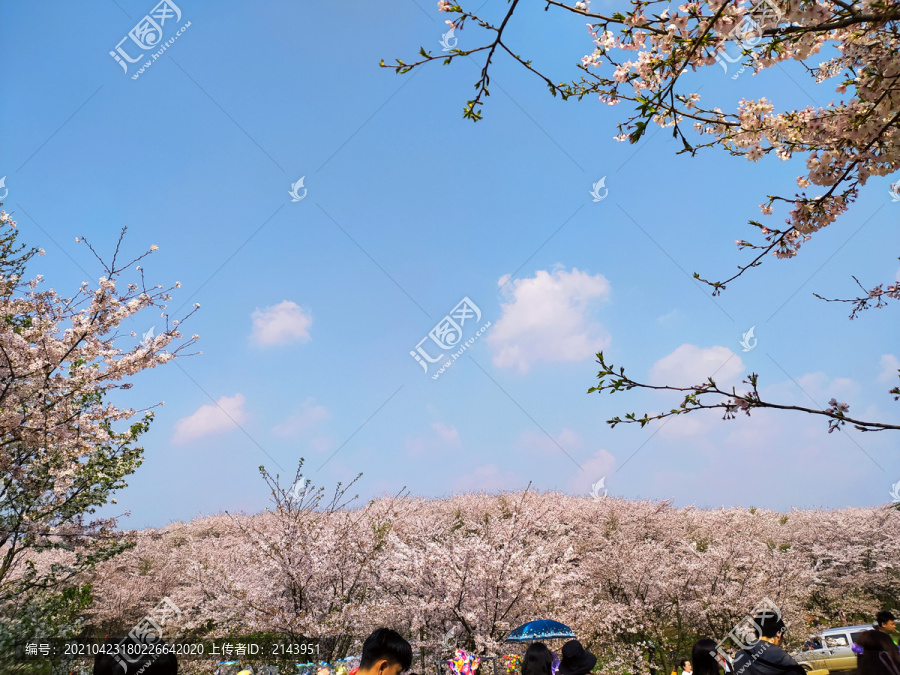 樱花园樱花海