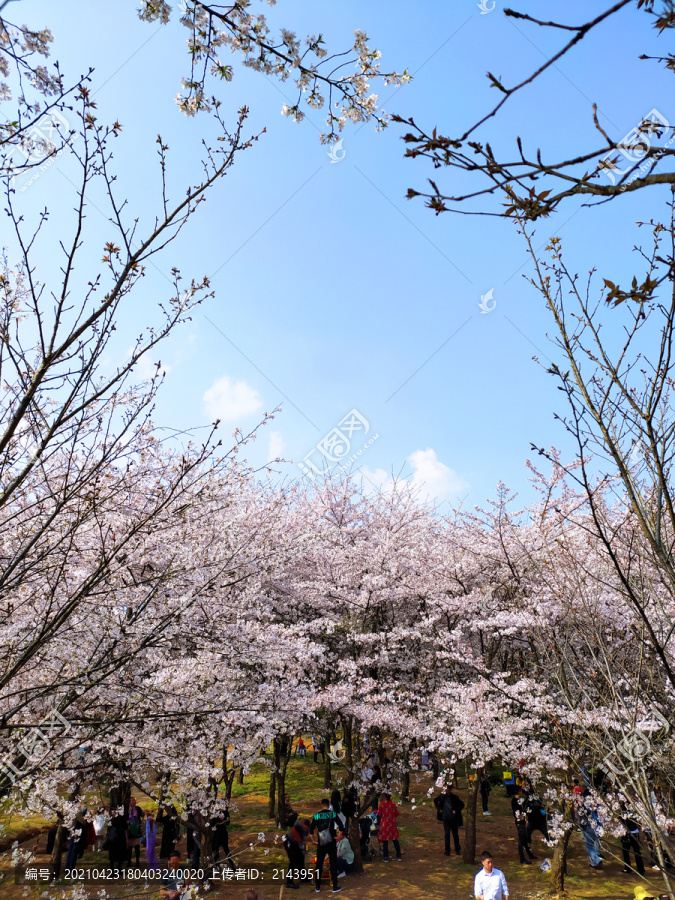 樱花园樱花海