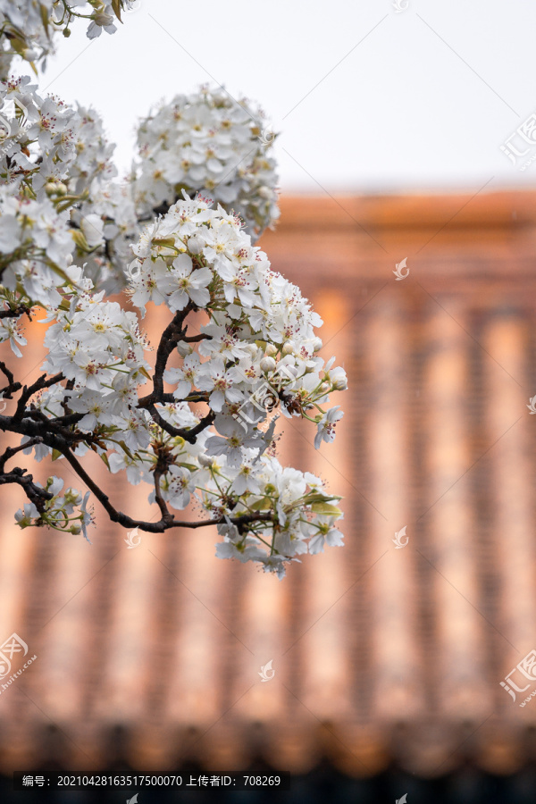 北京故宫庭院建筑和春天鲜花