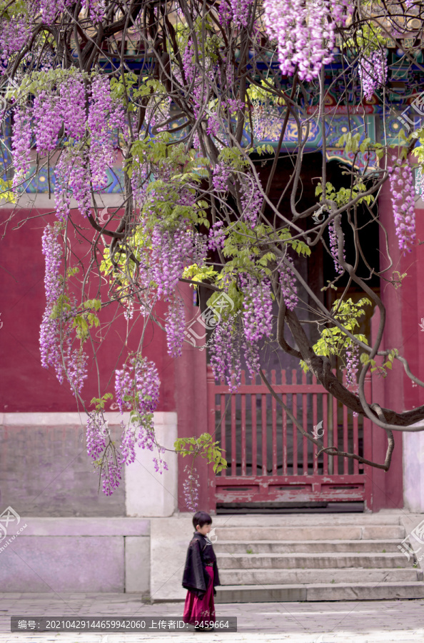 古建筑里的紫藤花