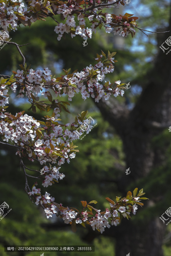 阳春三月杏花开