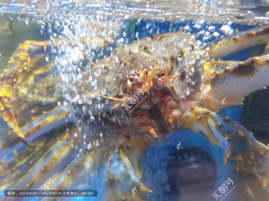 珍宝蟹石斑鱼