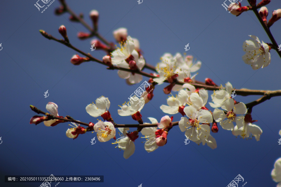 白樱桃花