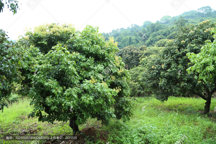 荔枝树