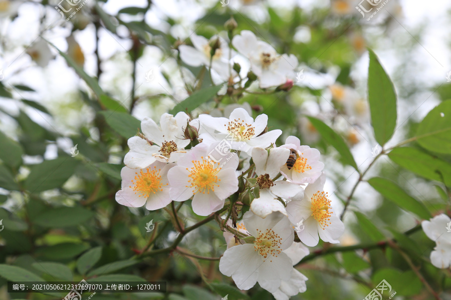 野蔷薇花