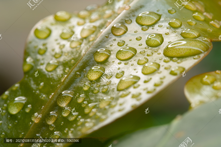 水滴特写