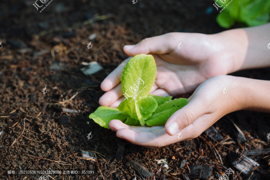 人工育苗，生态环保理念。在土壤中播种的孩子。手持一株生长在自然背景下的绿色幼嫩植物。