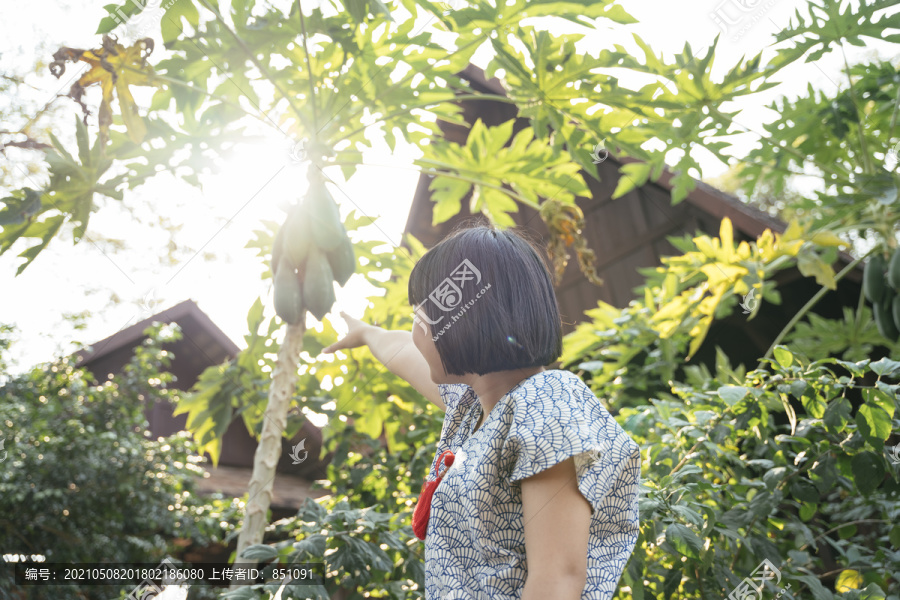 生态旅游概念。女人鲍勃头发的背面视图指向树上的木瓜果实。