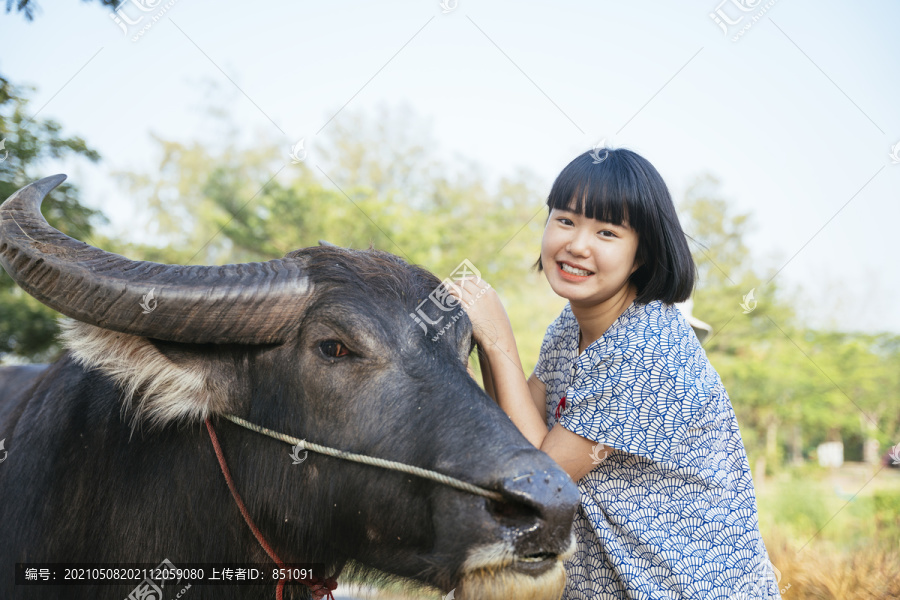 站在水牛旁边的亚洲女人鲍勃发型。当地商务旅行。