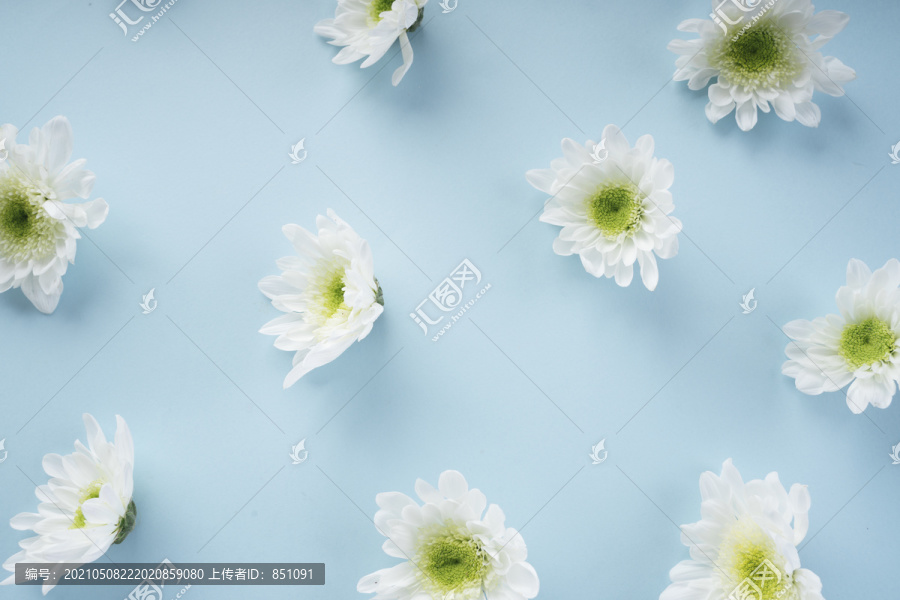 在明亮的蓝色背景上的白色盛开的花。植物学概念。