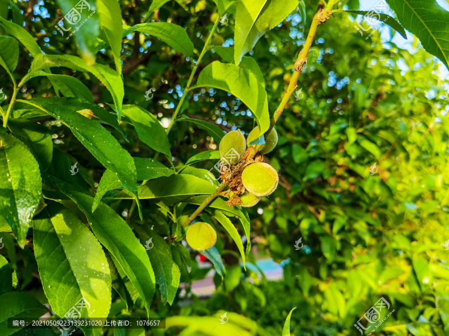 胭脂红蜜桃