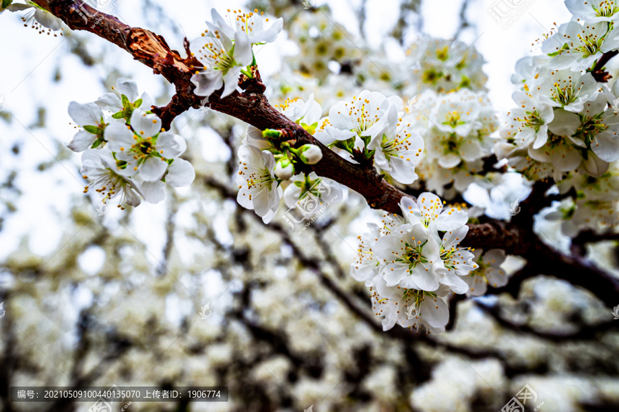 春天里盛开的梨花