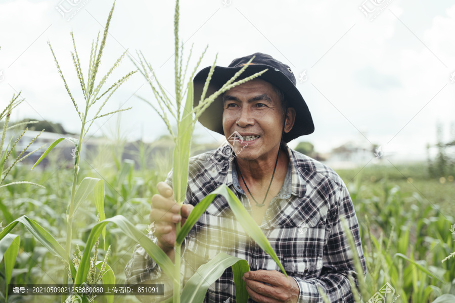 在农村地区玉米农场工作的亚洲老年农民。