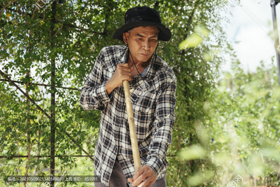 亚洲老年农民在农场用铲子。