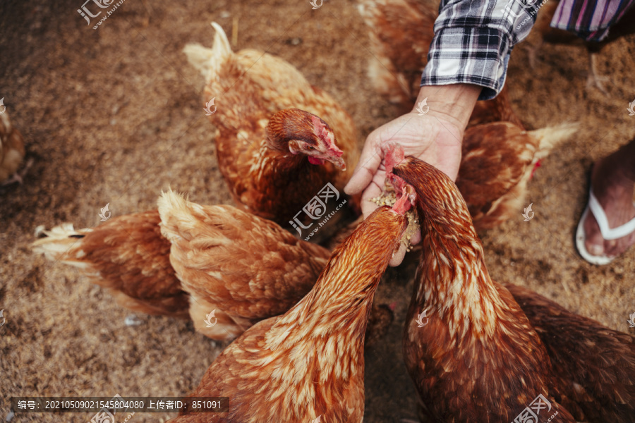 农民在室内农场用大米和谷物喂鸡的手。