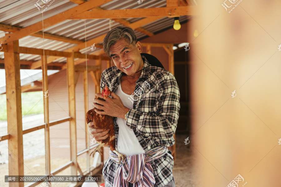亚洲老年农场主在室内的农场里徒手抓着鸡。