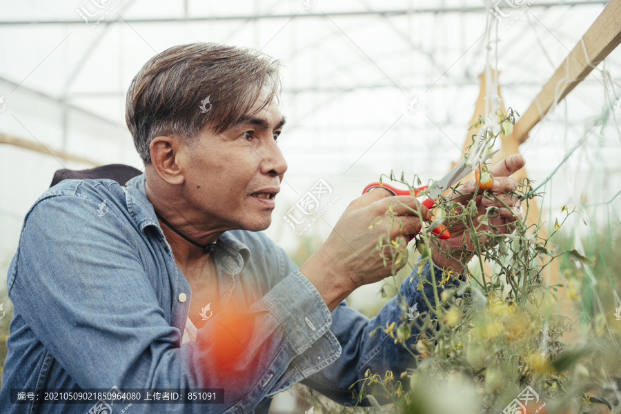 亚洲老年农民在温室里用剪刀收割新鲜的小西红柿。