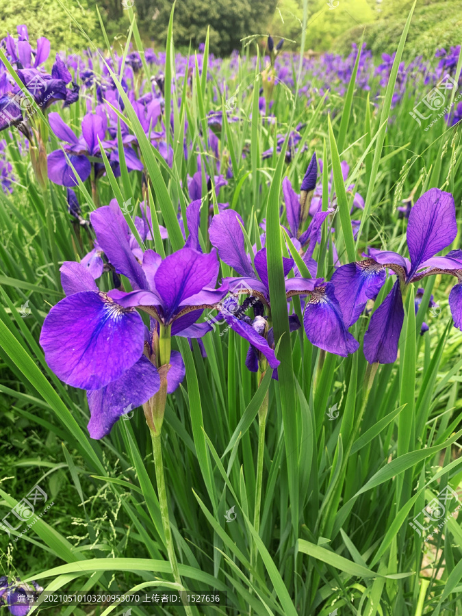 鸢尾花