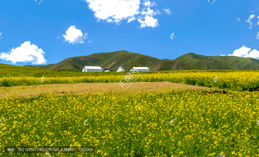 青海油菜花