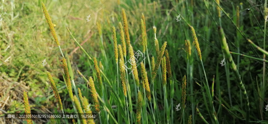 小草