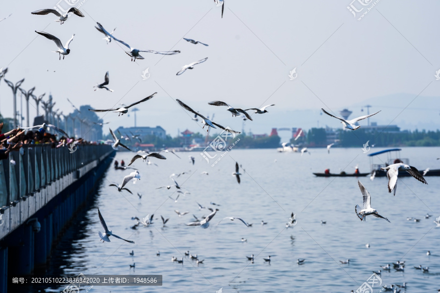 洱海的海鸥