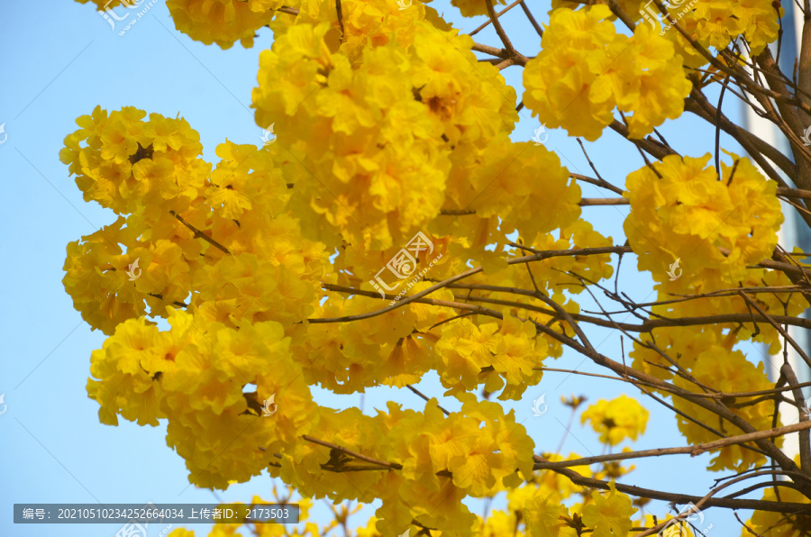 春暖花开