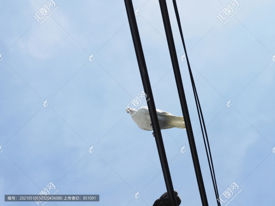 电缆线上的鸟