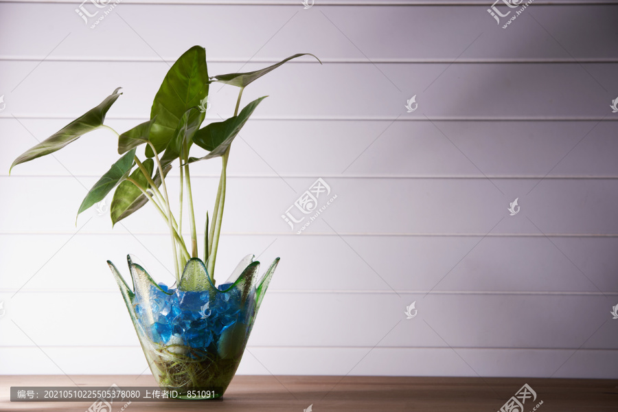 桌面上的绿色盆栽植物