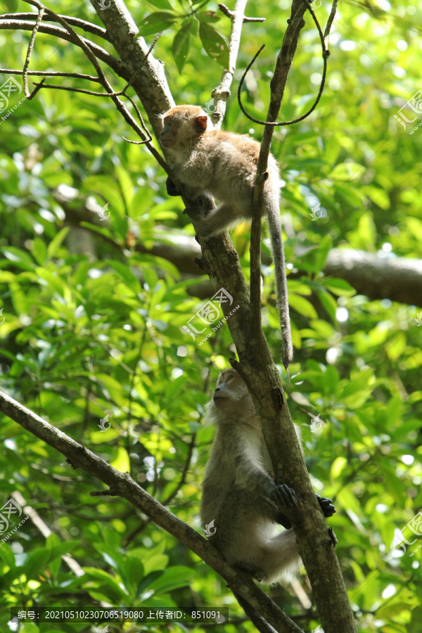 一只猴子正坐在孙德尔班的一棵树上